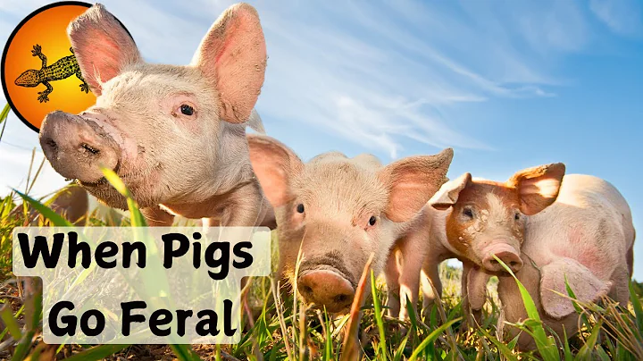 What Happens When Pigs Go Feral?