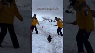 This penguin has Manners. Politely waits for him to move away so he can continue walking. #wildlife