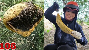 Hôm nay săn ong với bé heo quá may mắn