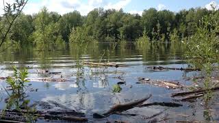 на большой протоке, птички, лодки, раскаты грома, Шлюз, Новосибирск