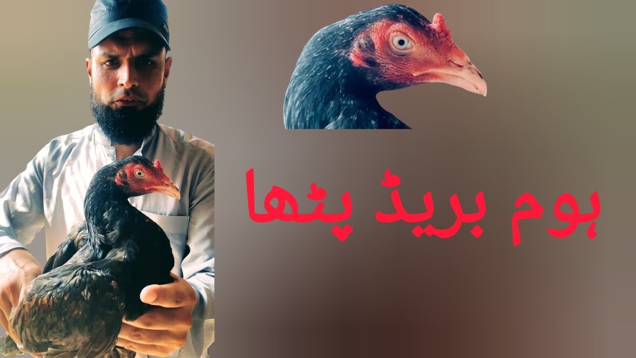 High quality aseel patha || My home breed aseel patha - YouTube