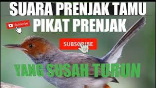 Suara Prenjak Tamu Pikat Prenjak || Yang Susah Turun@ghibranchannel24