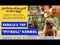 കേരളത്തിൽ ഇതിലും നല്ല APBT kennel വേറെ ഉണ്ടാവില്ല |AMERICAN PITBULL TERRIER| DAY IN MCM KENNELS