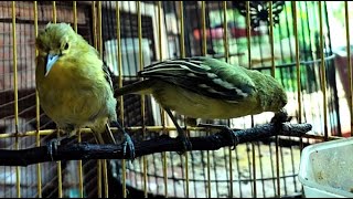 Suara 5 SIRTU CIPOH BETINA dan JANTAN GACOR Cocok buat naikin birahi Sirtu Mania