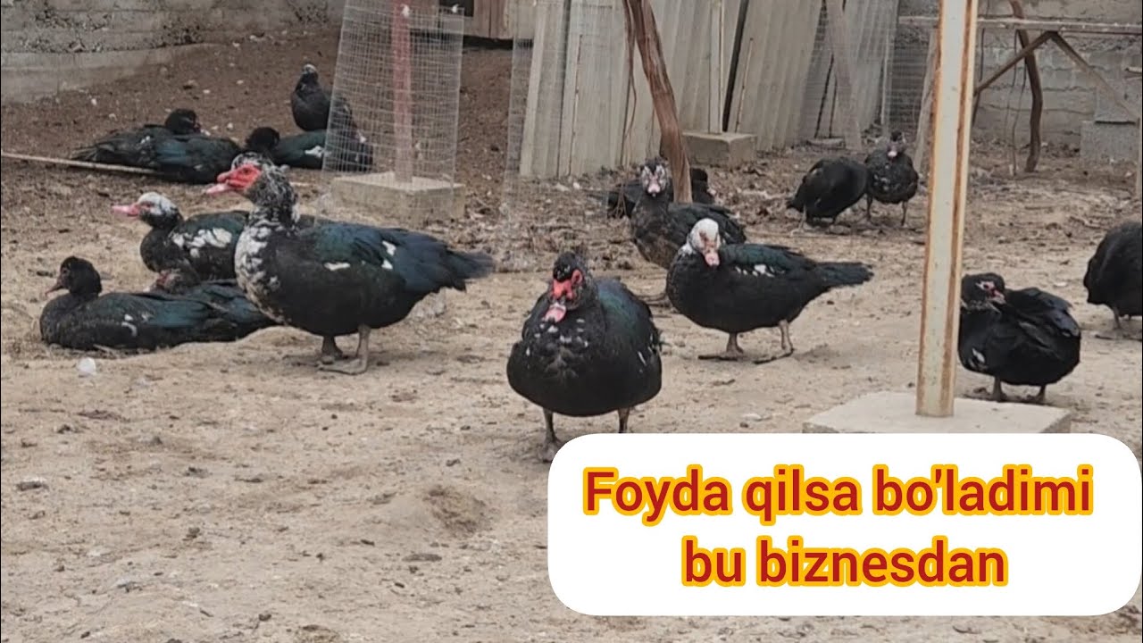 INDOUTKA BIZNESI TULIQ YORITIB BERILDI