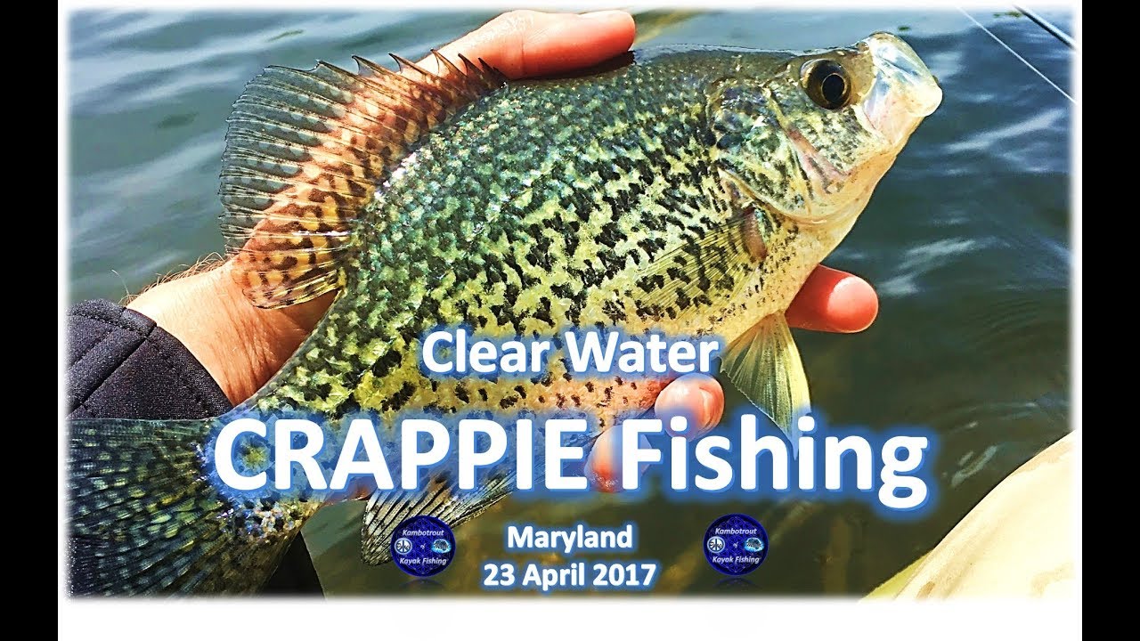 Crappie Fishing in Clear-Water, Maryland 23 April 2017 - YouTube