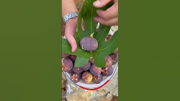 Fresh Figs in pakistan