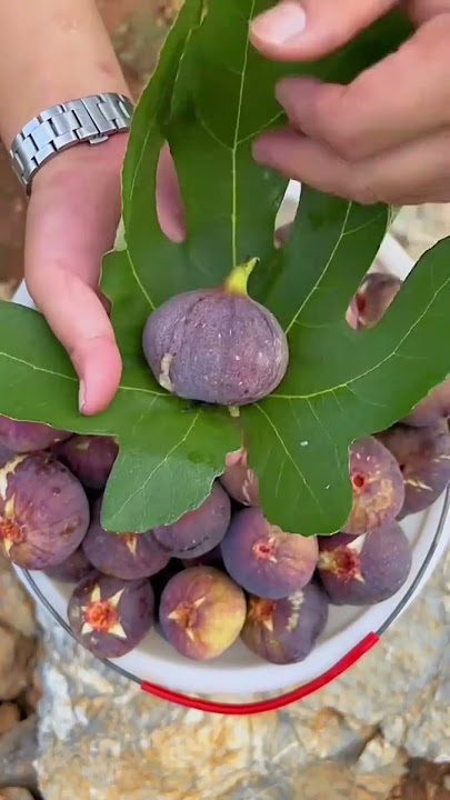 Fresh Figs in pakistan