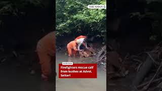 Firefighters rescue calf from bushes at Advoi, Sattari