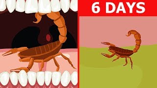 Will You Survive If You Swallow a Scorpion?