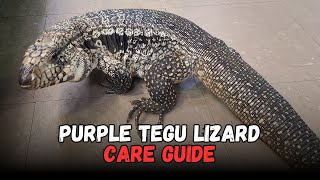 Purple tegu lizard, Buying Cost, Diet, Care Sheet Guide for Beginners