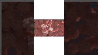 Alveoli 3d animation 🧫