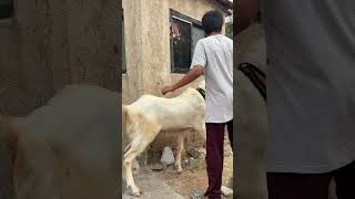 Bakra eid #goat #bakra #bakramandi #fypシ゚viral #like #share #subscribe #comment