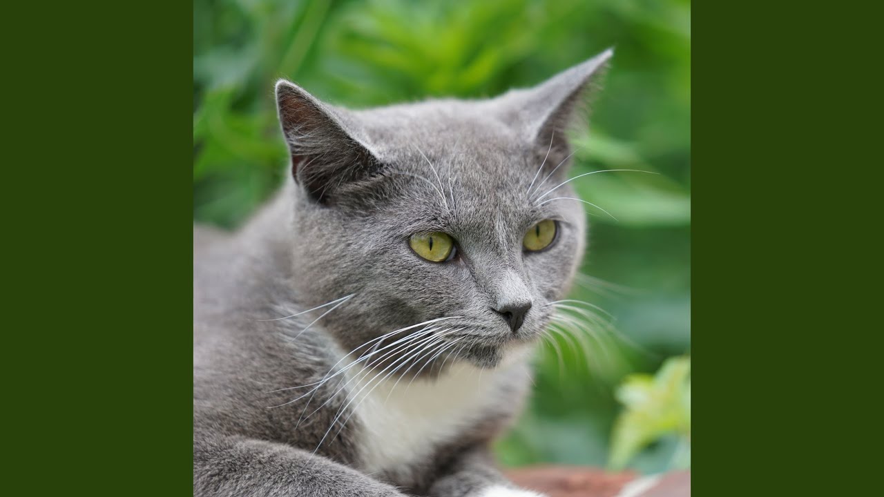 Feline Serenity Melodies