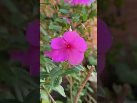 又開美麗粉紅色花，西印度櫻桃，日日春也是，粉紅色花 #music #foryou #nature #plants #flowers #funny