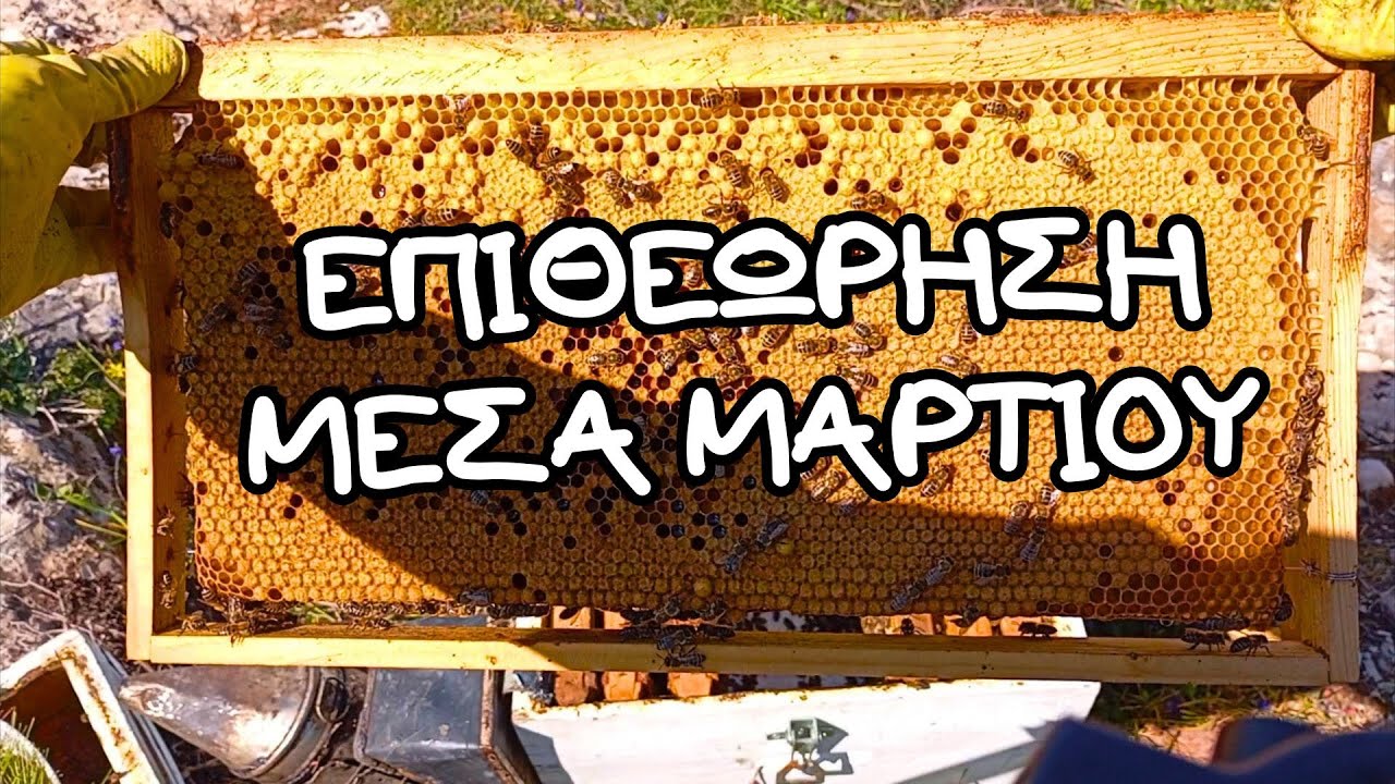 ΤΑ ΠΡΩΤΑ ΠΑΤΩΜΑΤΑ, ΟΡΦΑΝΟ ΜΕΛΙΣΣΙ🐝
