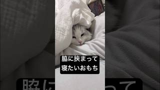 ママの脇に挟まって寝る猫が可愛い #cat #munchkinfold #ミヌエット #猫のいる暮らし #子ネコ #猫のいる生活 #minuetcat #ねこ #猫
