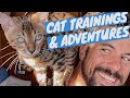 Bengal cat adventures and trainings  albert  mia