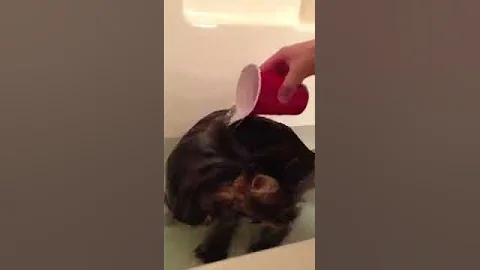 Video 4580891: maine coon cat bath