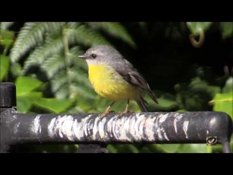 Yellow Birds Nesting In A Costa Rican Garden Birds For Beer