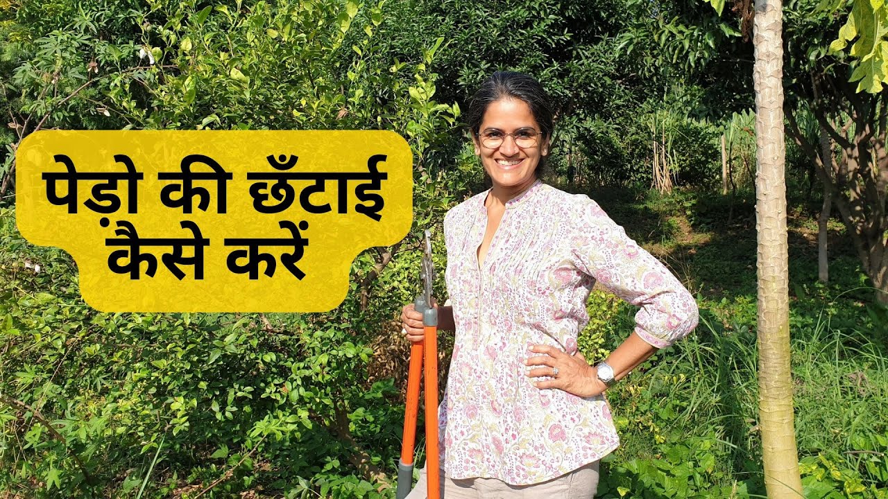 पेड़ो की छँटाई कैसे करें? How to trim and manage the forest?