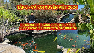 TẬP 6 - CÁ KOI XUYÊN VIỆT 2024 - HỒ CÁ KOI NHẬT CẢNH QUAN ĐẸP - NƯỚC TRONG NHƯ SUỐI TRÊN CAO NGUYÊN