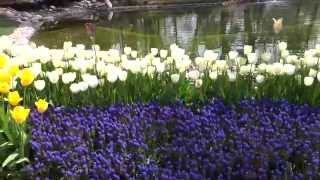 Фестиваль тюльпанов в Стамбуле. Парк Эмирган. Istanbul tulips festival. Emirhan Park