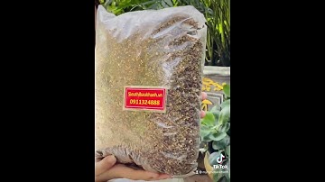 Hạt mắc khén Tây Bắc