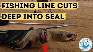 Fishing Line Cuts Deep Into Seal