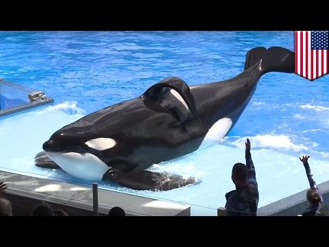 Video: Paus Pembunuh Tilikum SeaWorld Meninggal
