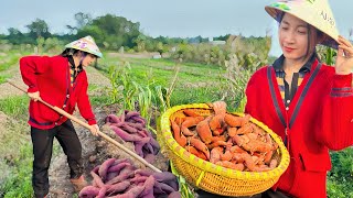 Harvesting Sweet Potatoes From Farming to Trading