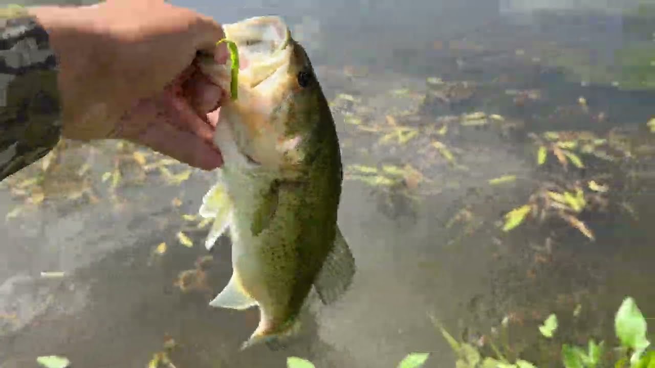 Bass Fishing 2025 (I LOST A GIANT)