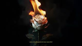 Kantes25 - Gelme (Lycris) Resimi