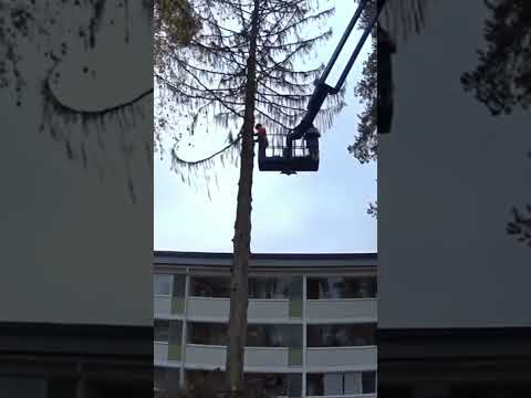 Video: What Is Tree Topping: Information om att toppa ett träd