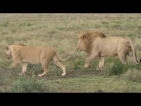 Vídeo: Os leões acasalam com suas mães?