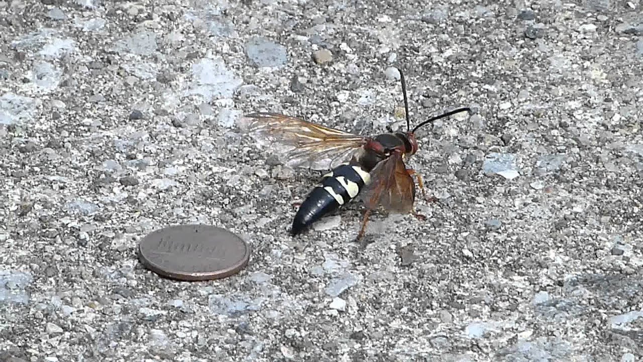 Cicada Killer Wasps Closeup (Size compared to a penny) - YouTube