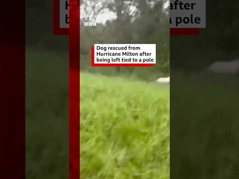 The Florida Highway Patrol asked locals "to not do this to your pets". #HurricaneMilton #BBCNews