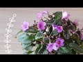 Фиалки ЛЕ-Эрика, Chantaspring и Pink Mint | Трейлерные фиалки после зимы