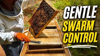 Swarm Control Without Tearing Apart the Brood Nest | Layens Hive