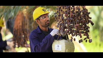 Dates of Balochistan |  Panjgur-Documentary - Short Version