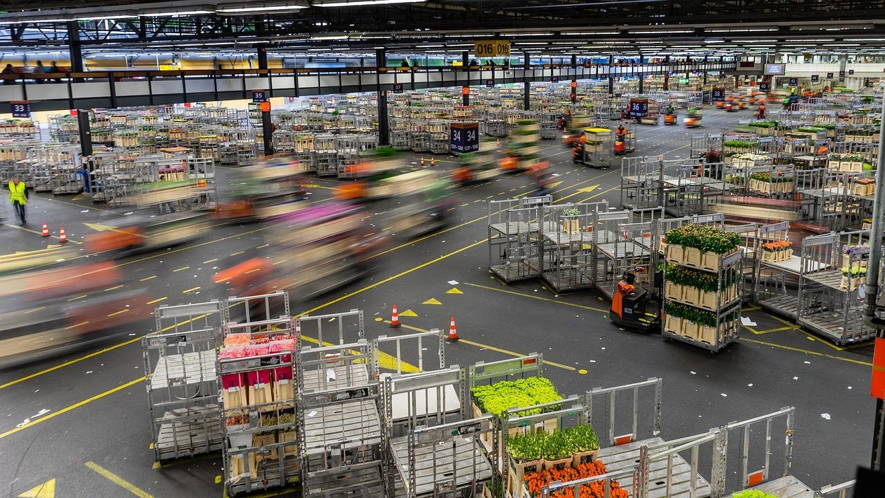 Las Flores de Holanda; cultivo y subasta. Alimentos y Regiones .