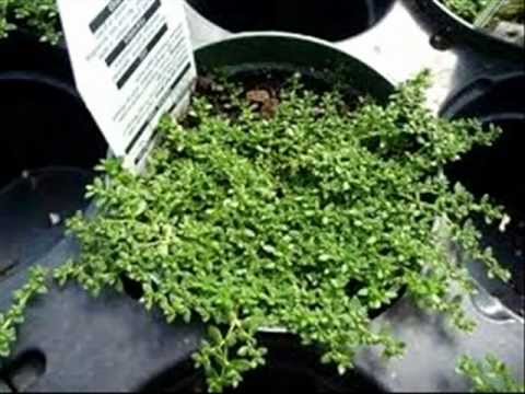 วีดีโอ: ปลูกสนามหญ้าพรมเขียว - ใช้คลุมดิน Herniaria แทนสนามหญ้า