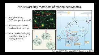 10 4 2020 Martin Polz, How interactions structure microbial diversity from genes to ecosystems