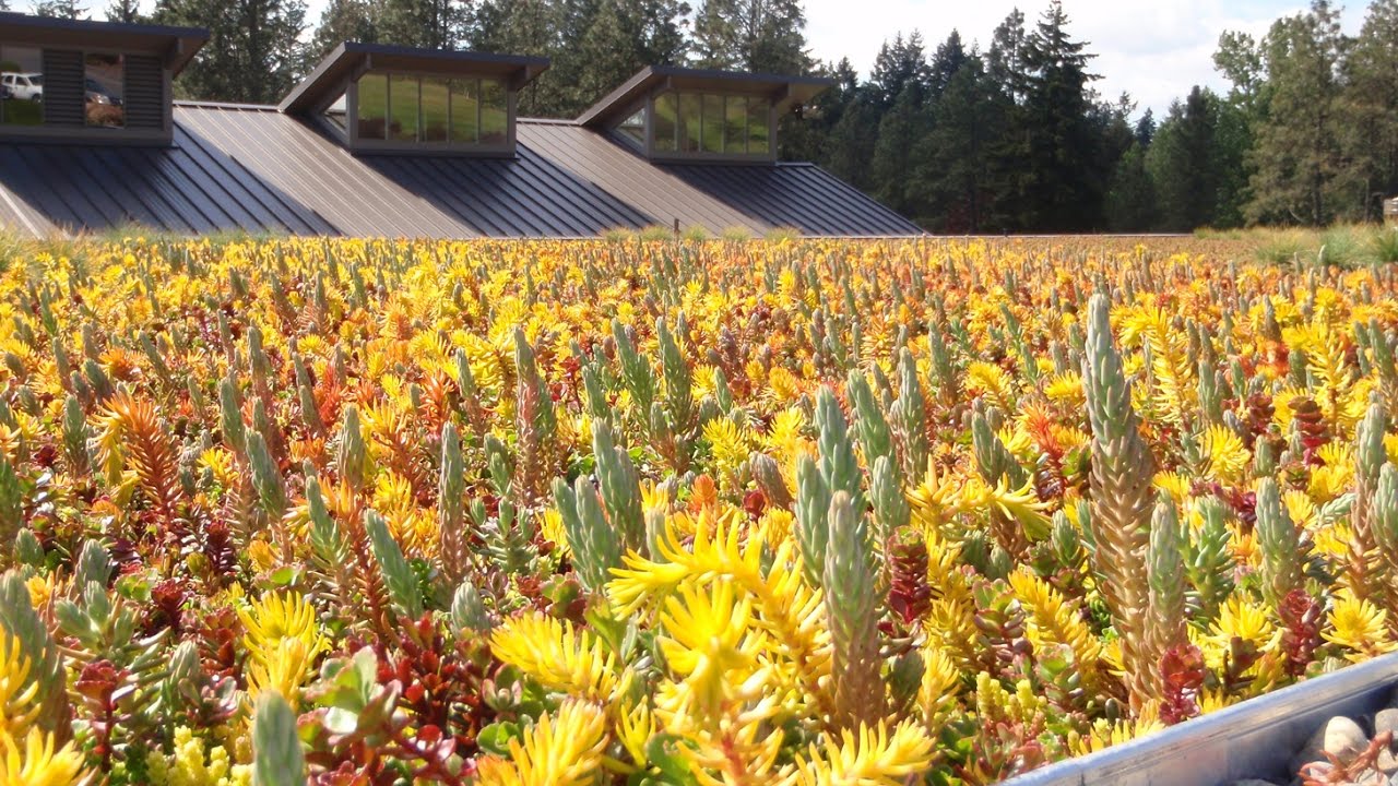 Etera - Company of the Week