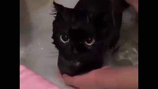 How to bathe a dragon.⠀#blackcat #toothless #9gag
