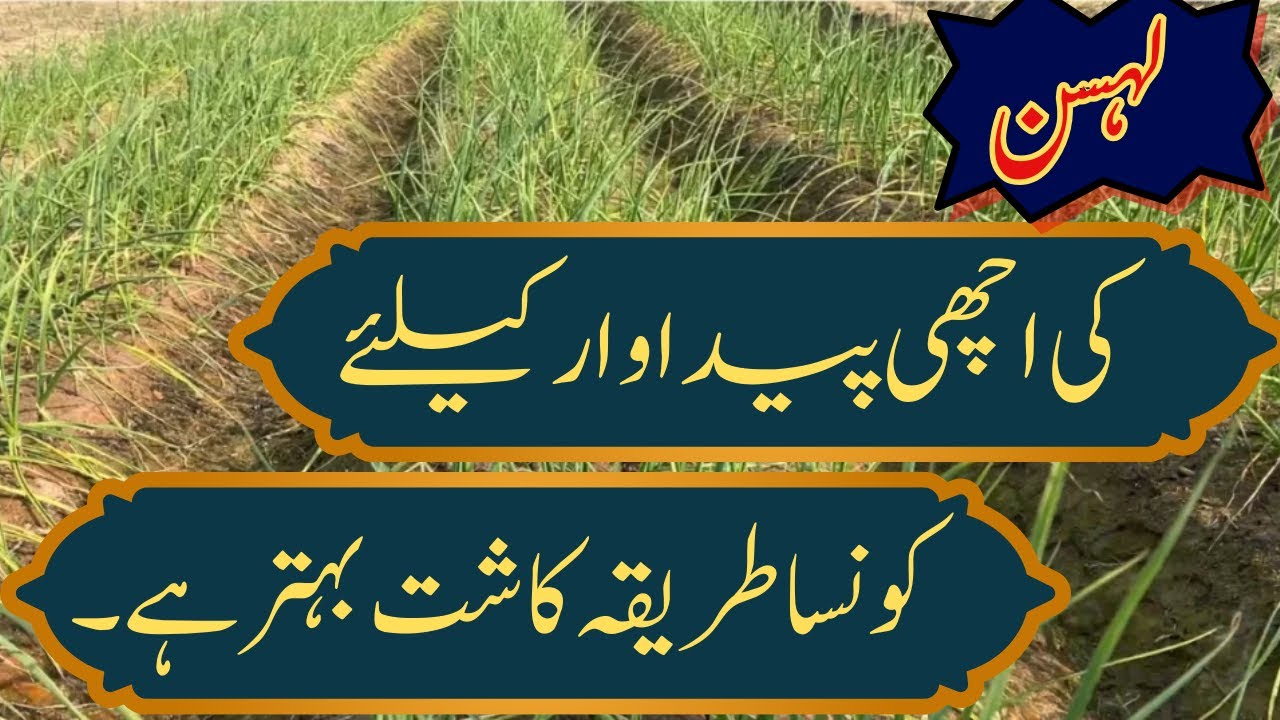 Best Planting Method for Garlic crop| لہسن کاشت کرنے کا سب سے اچھا طریقہ