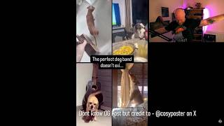 Dogs Musical Band of Amaziness - Livestream Clip