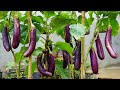 How to grow eggplant from seeds at home for beginners