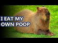 Capybara facts the largest living rodents  animal fact files