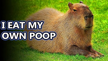 Capybara facts: the largest living rodents | Animal Fact Files